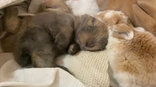 How long do rabbits sleep for?