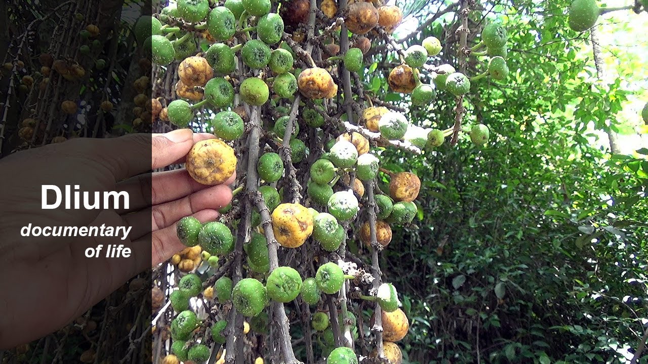 Luwingan (Ficus hispida) - part 1