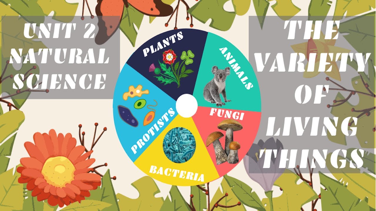 The variety of living things. 1st session: plants and animals. - YouTube
