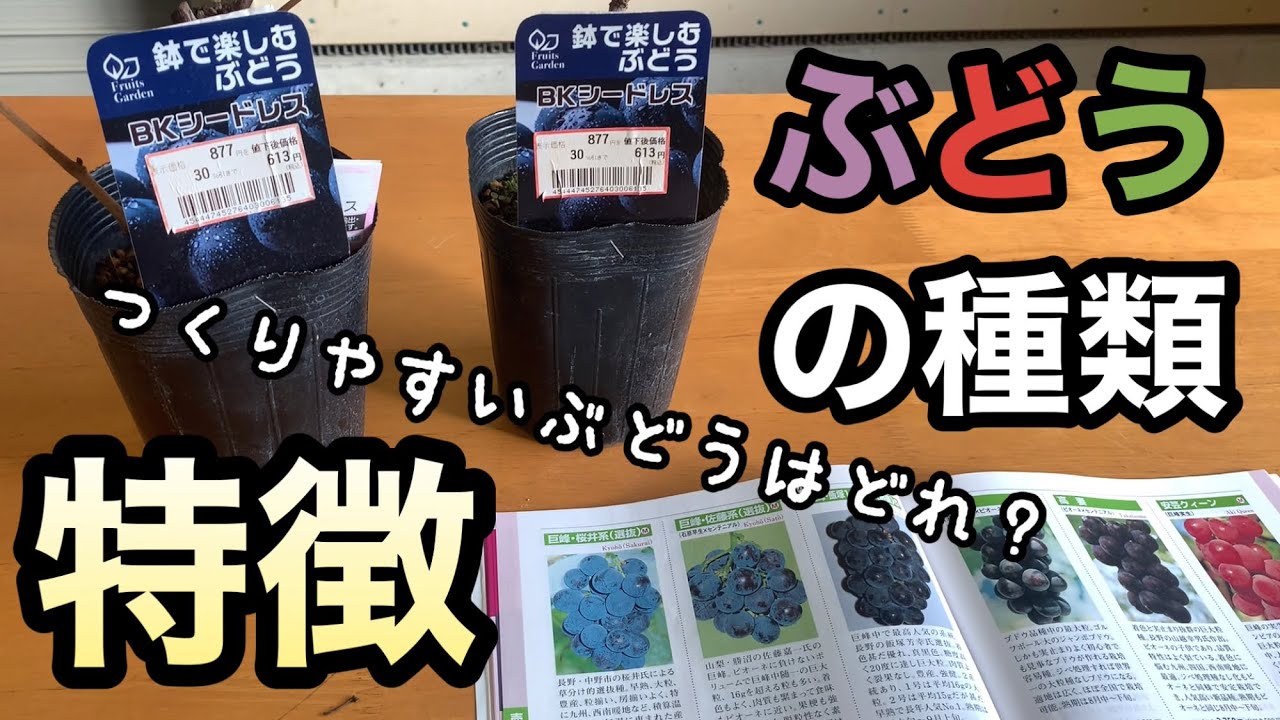 ぶどうの種類と特徴 林ぶどう園2021-10-13