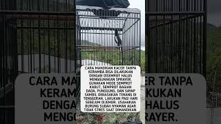 Cara Memandikan Kacer Tanpa Keramba #shorts #feedshorts