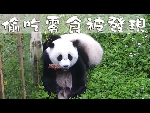 《熊貓早晚安》偷吃零食被發現後的尷尬 | iPanda熊貓頻道