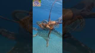 🔴 EL PULPO ESCONDE UN SECRETO IMPOSIBLE 🔴su cuerpo funciona de una forma que nadie imagina 🐙🤯🔴