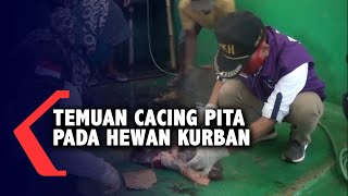Temuan Cacing Pita Pada Hewan Kurban
