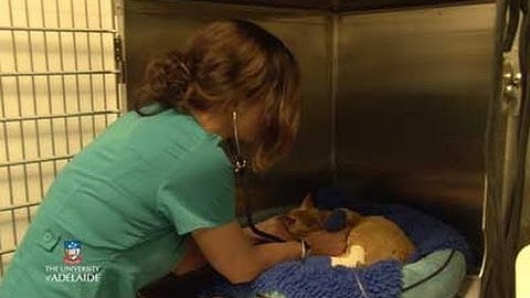 Roseworthy bushfire November 2015