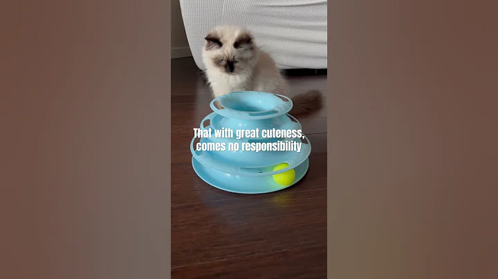 Video 7193791: ragdollkitten catlover kitten, ragdollkittens cat kitten, ragdollkittens funnycat, funny ragdollkitten, kitten pets funnycats catlover