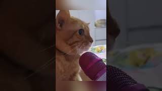 Funny Pets | 2023😂 Funny Dogs And Funny Cats Videos 🐱 🐕 😄 #11