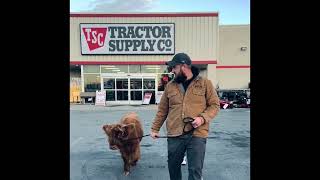 Tractor Supply pet policy tested 😂.  #scottishhighland #tractorsupply #cow