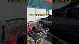 We All Know Where Its Best To Bring Your Pups For Early Socialisation Bunnings And Outdoors