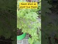 neem khali se plant hua theek #plants #gardeningvideos #gardenersgardening #gardern #gardenplants