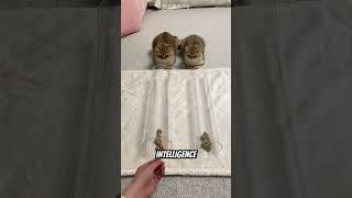 This Guy Tested His Cats' Intelligence 😯❤️