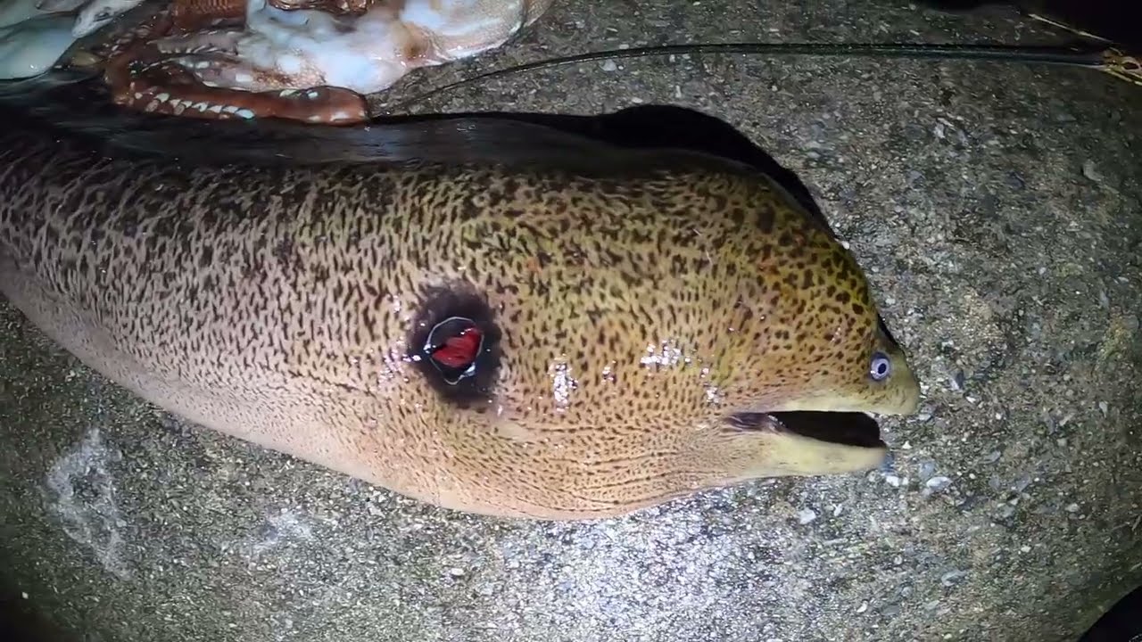 巨大うつぼ】総重量25kg！初セリに水揚げする魚を捕りに行ったら巨大