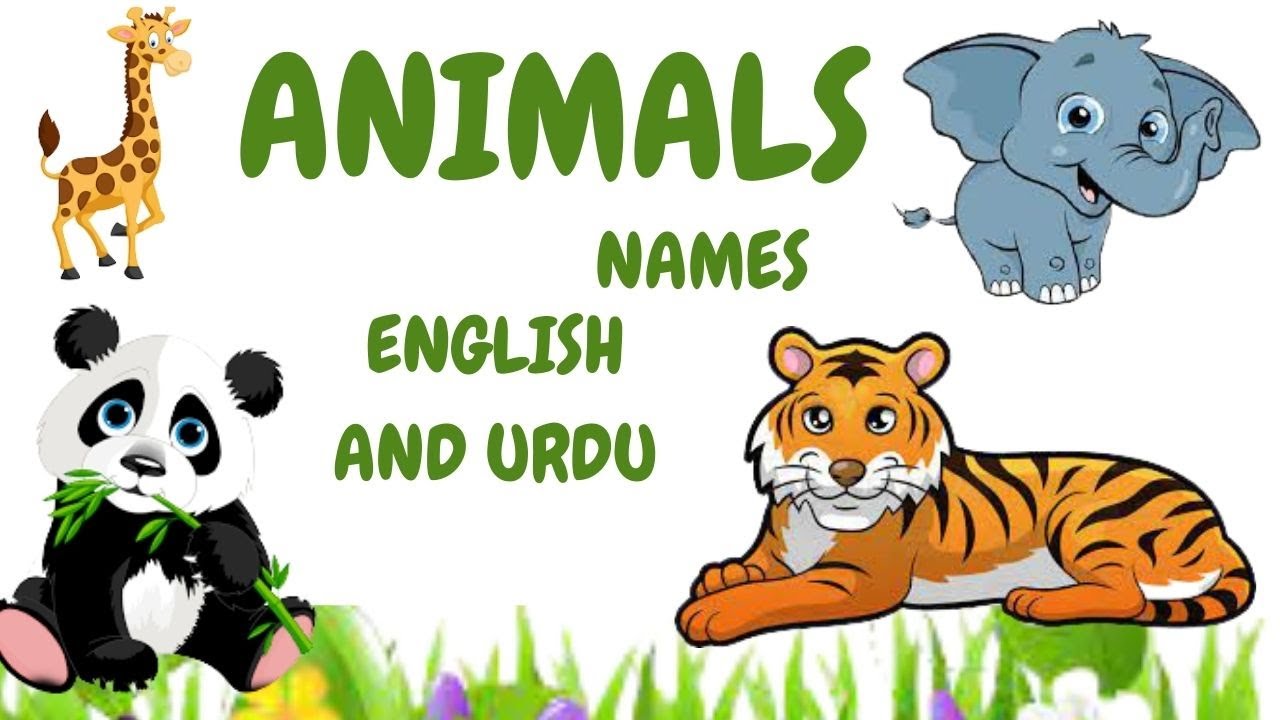 Learn Animals Name in Urdu Animals Name in English and Urdu