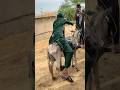 فتاة ريفية نحيفة تركب على ظهر الحمار مشهد تقليدي جميل 