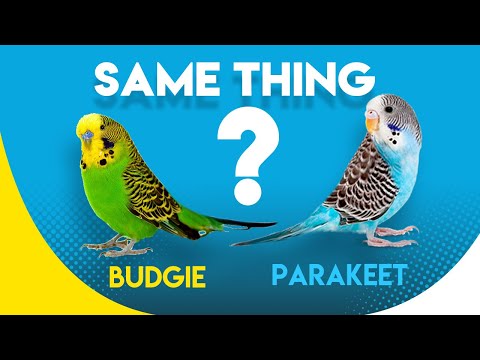Video: Er parakitter og papegøjer det samme?
