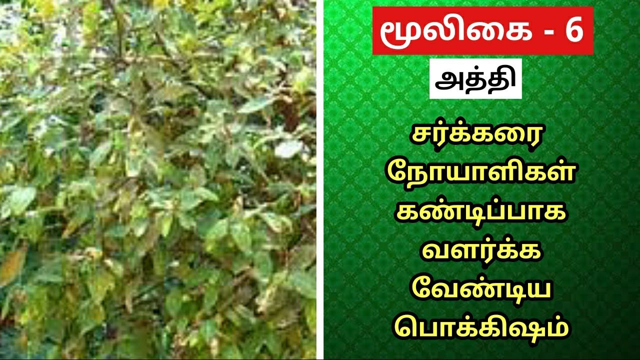 Athi Maram Benefits in Tamil Ficus Racemosa Fig Tree அத்தி மரம் அத்திக்காய்