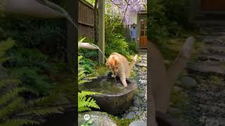 Cat Jumps into Garden Fountain! Happy Splash? 🐾💦 #FunnyCats #CutePets #PetMoments #AnimalShorts