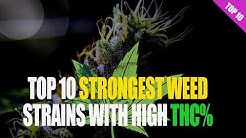 Top 10 Strongest WEED Strains with their THC level!.