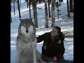 Wolf transforms into a good boy when he is visited by the people that helped raise their pack