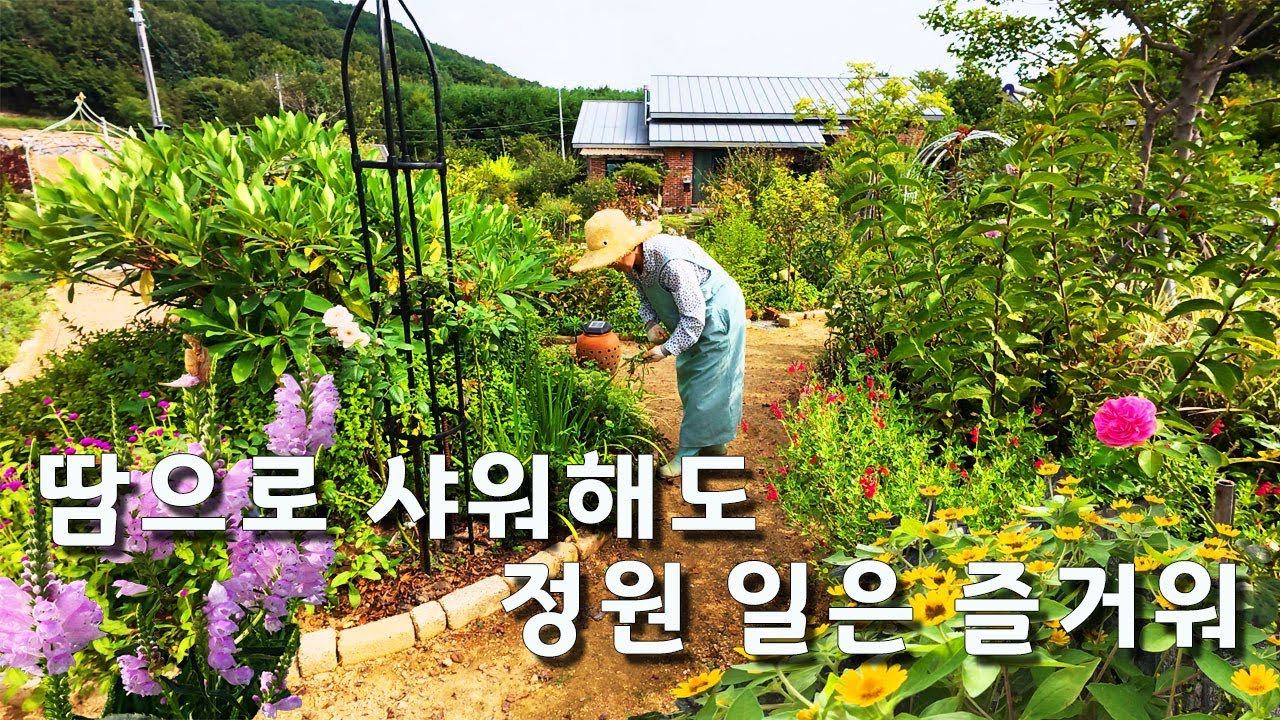 무더운 여름, 정원 일이 너무 힘들지만 그래도 나의 정원을 사랑합니다 #극한 호우 #전원생활 #시골 #정원 #가드닝 #지리산 #꽃 #산청 #DIY #전원주택 #수국삽목 #잔디깎기