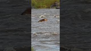 Lions Tackle Raging River 😲