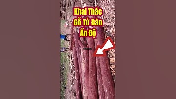 Cận cảnh Khai Thác gỗ Vương Mộc Tử Đàn Ấn Độ #vongtaygoquy #phongthuy #goquy #shotrs #tudan #gotudan