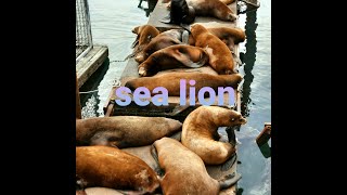 Download Lagu what a show seal #sealion  viewing area at Newport Oregon Coast MP3