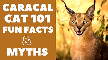 Do caracals attack humans?