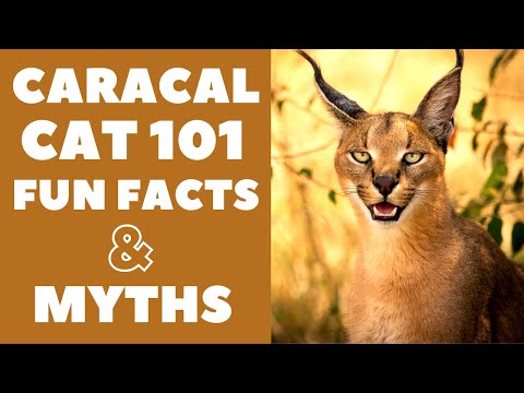 Video: Caracat Cat Breed: Appearance, Habits, Features Of Maintenance And Care