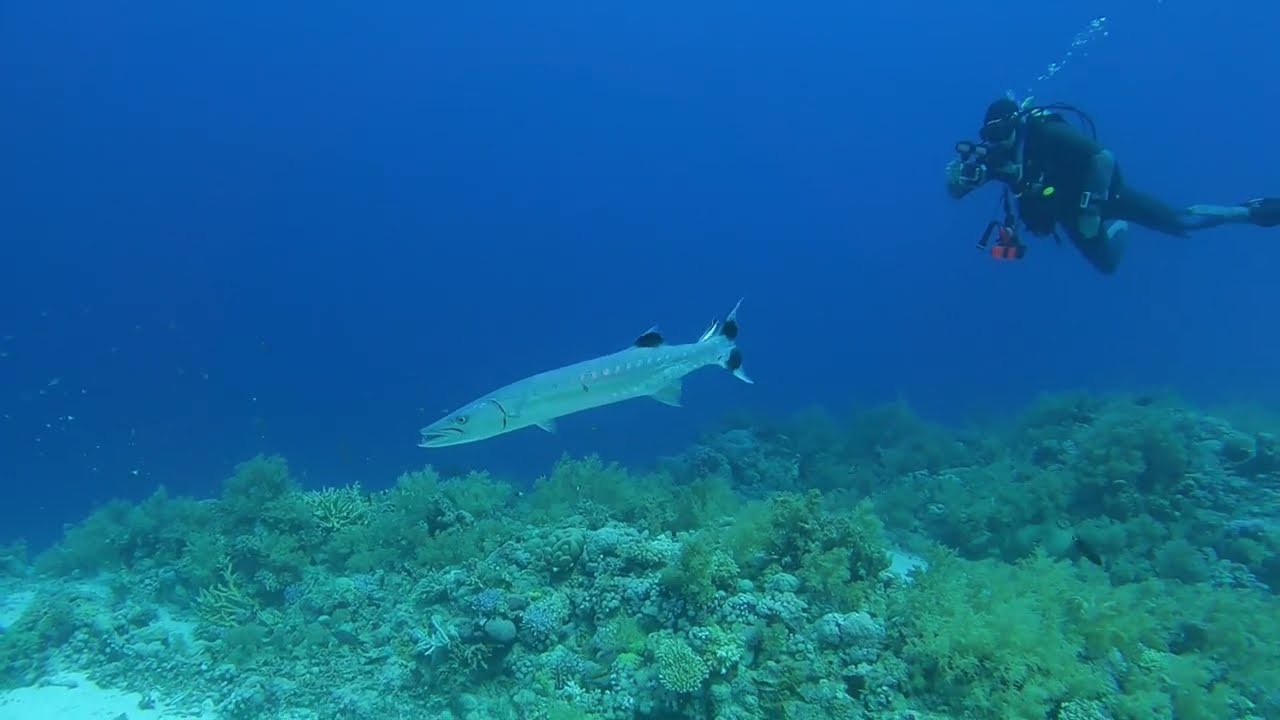 2023 May Egypt Live Aboard DeepSouth & St John's Caves