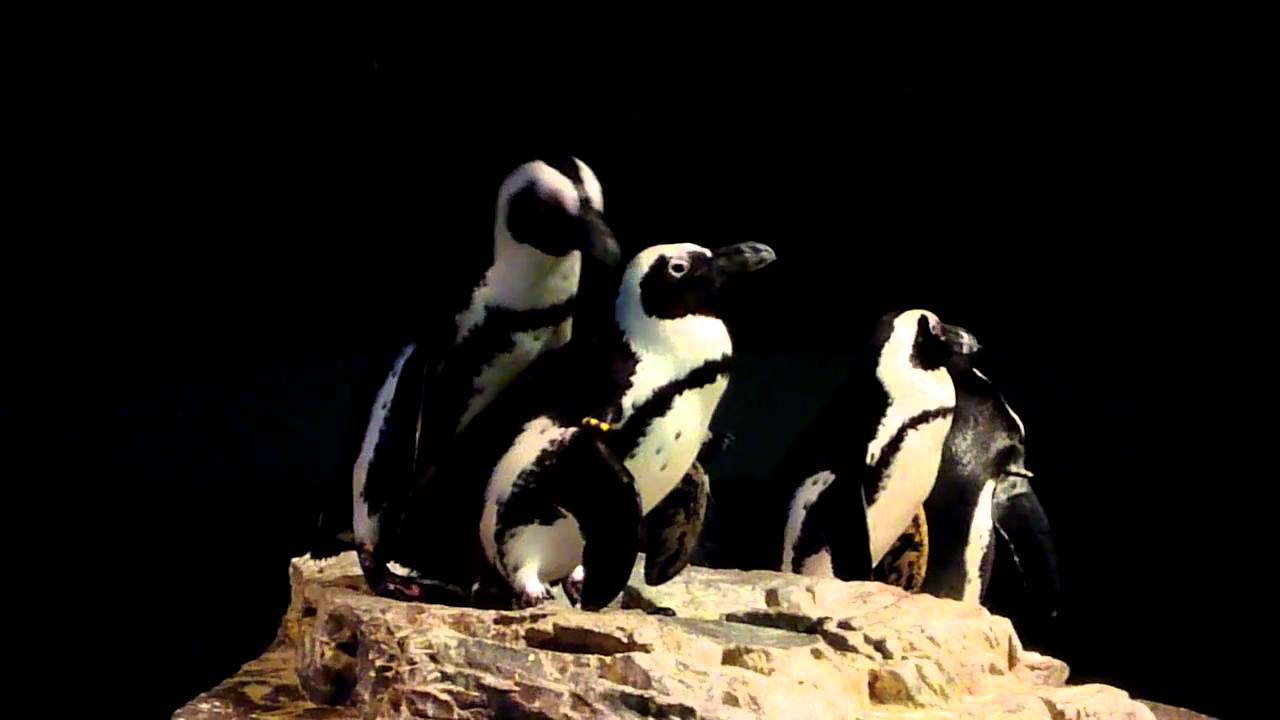 Penguins Having Sex In An Aquarium Youtube 