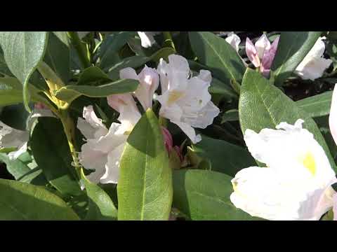 Video: Hybrid Rhododendron (23 Fotos): Beskrivelse Af Sorterne 