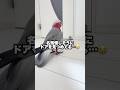 最愛のパパを見送った5秒後に豹変するオウム...ww【モモイロインコ】 #shorts