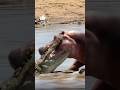 Бегемот Vs крокодил животные Wildlife дикаяприрода