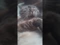 腕枕で寝るセバスチャン。 #cat #cute