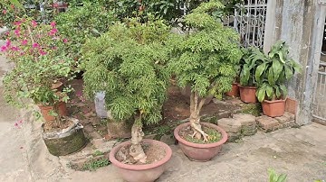 Bán cặp đinh lăng lá nhỏ gốc to 0977973535