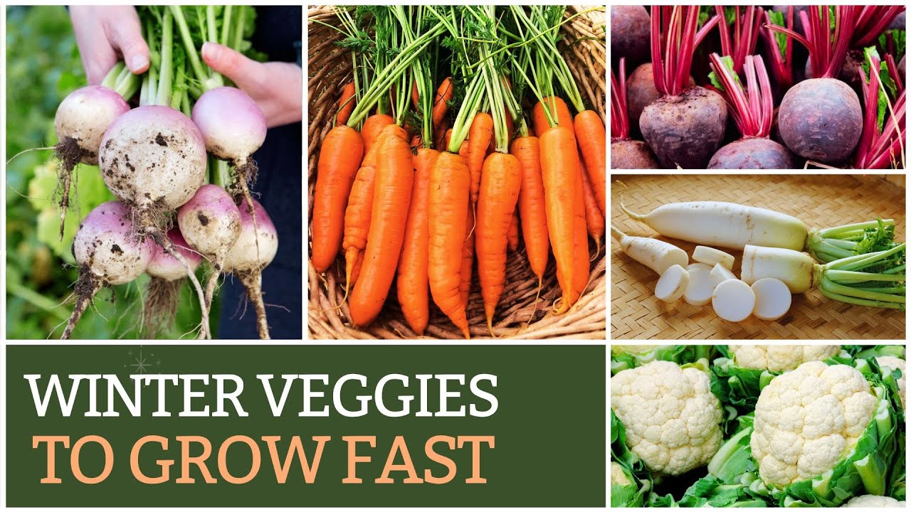 Best Veggies To Grow In Winter YouTube