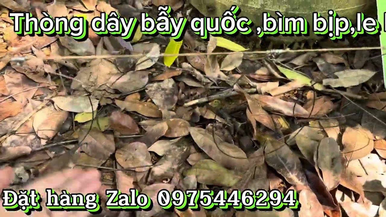 Cách sử dụng nhanh Thòng dây bẫy quốc ,bìm bịp ,le le ,gà đồng Thòng dây giá rẻ LH 0975446294
