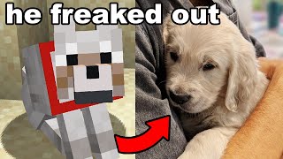 I Gave My Brother His Minecraft Dog In Real Life