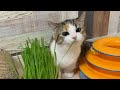 初めての猫草♪食べるのに苦戦しちゃう子猫が可愛い…【短足ミヌエット】