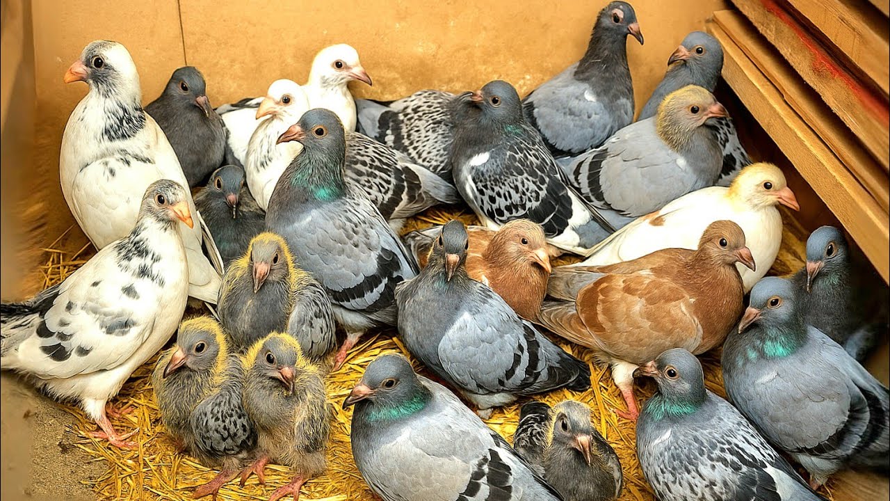 فطام زغاليل الحمام👌 ومتابعة الحمام🕊🕊