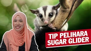 Tip Pelihara Sugar Glider