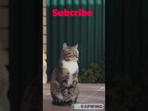 Kucing Pintar Penjaga Rumah