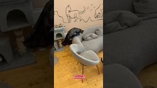 It's bat cat 🤣 #funny #shortvideo #cat #pets #comedy #youtubeshorts #shorts #memes #lol #superhero