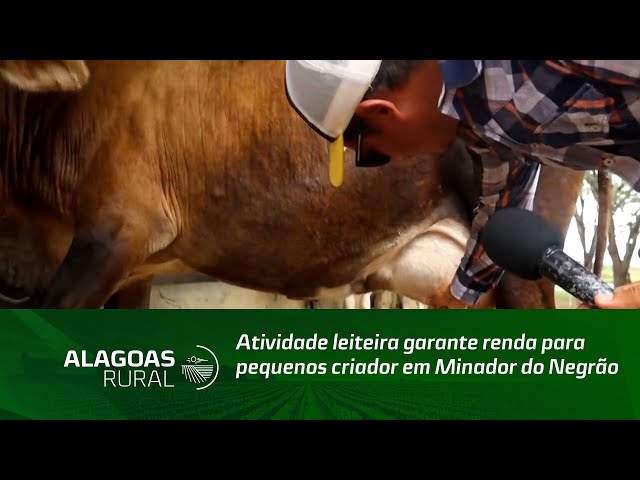 Atividade leiteira garante renda para pequenos criador em Minador do Negrão