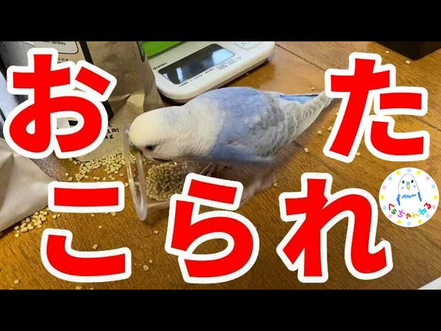 インコのくぅちゃん いたずらしておこられる セキセイインコ Youtube