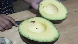 Alpukat Agus (Alpukat Genjah Sukabumi)