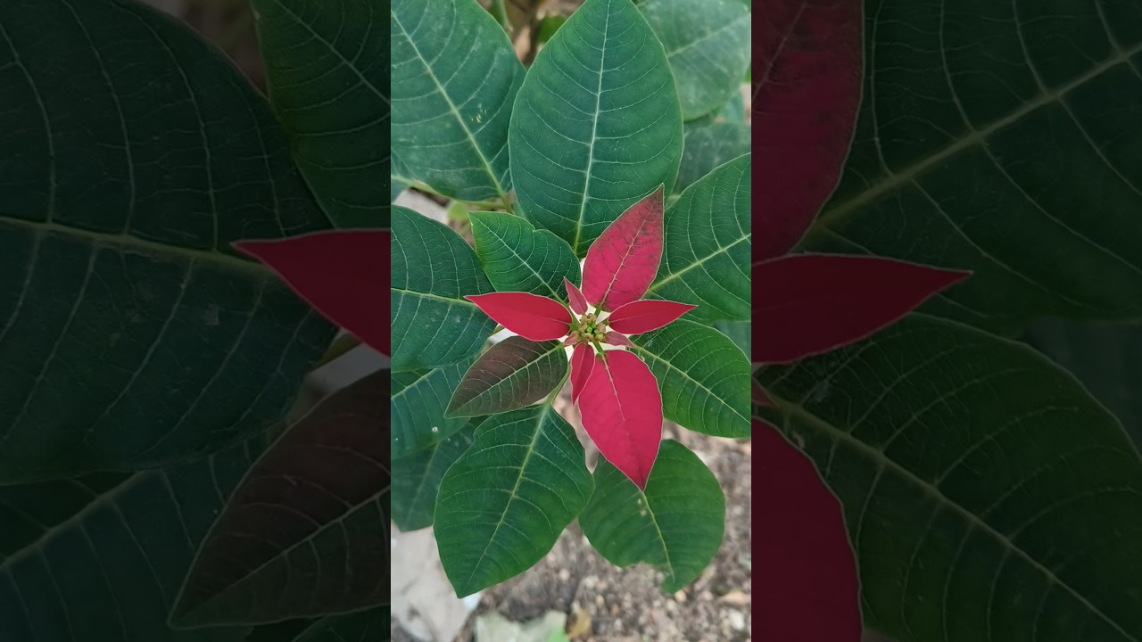 home garden decoration ideas 