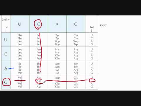 How To Read A Mrna Codon Chart