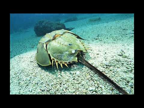 Video: Chi Sono I Granchi A Ferro Di Cavallo?